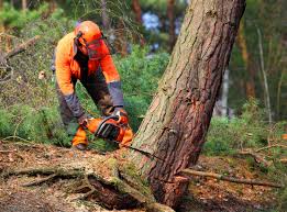 Trusted Windy Hills, KY Tree Care Experts